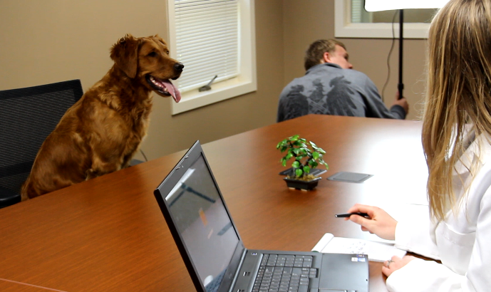 Lily the golden retriever sitting in an office chair in the conference room.